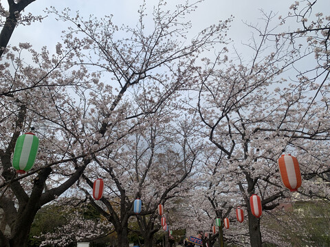 日本樱花