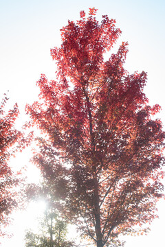 逆光下拍摄的枫树