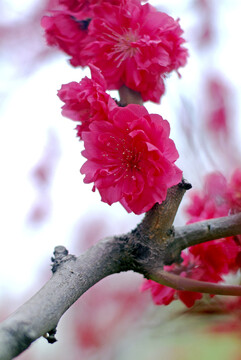 冬天树上开满桃花