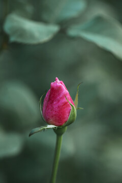 一朵鲜艳美丽的蔷薇花
