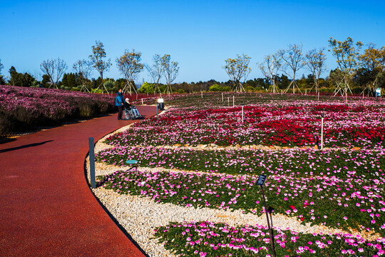 鲜花主题公园