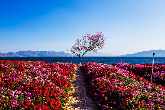 花卉主题公园