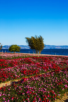 鲜花花卉主题公园