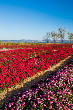 鲜花主题公园