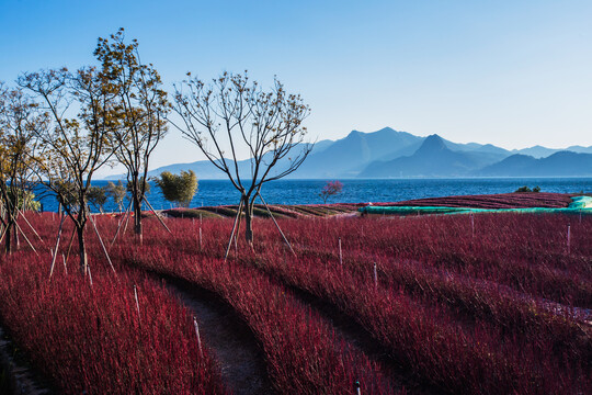 植物花卉主题公园