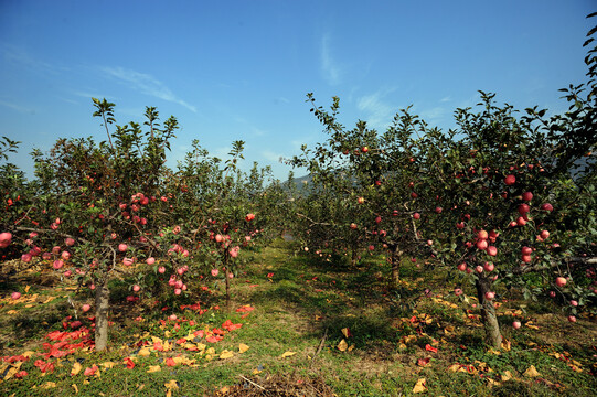 苹果园秋收
