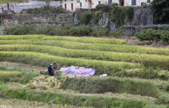 农民在稻田收割稻谷