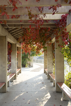 红叶簇拥的长廊