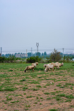 家畜羊群