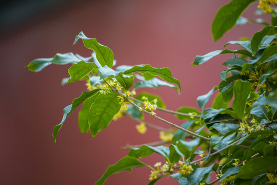 桂花