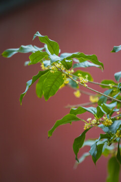 桂花