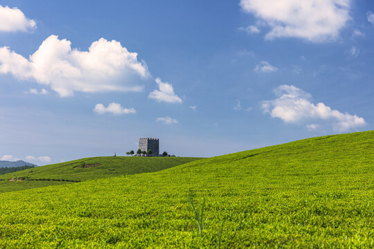 高山茶园生态茶园有机茶