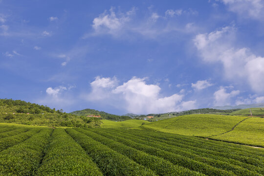 高山茶园生态茶园有机茶