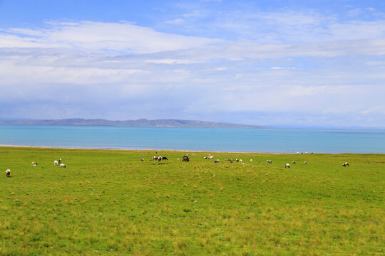 青海湖边上的草原