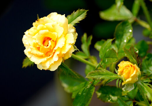 黄色蔷薇玫瑰花
