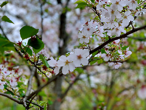 春季粉色樱花林