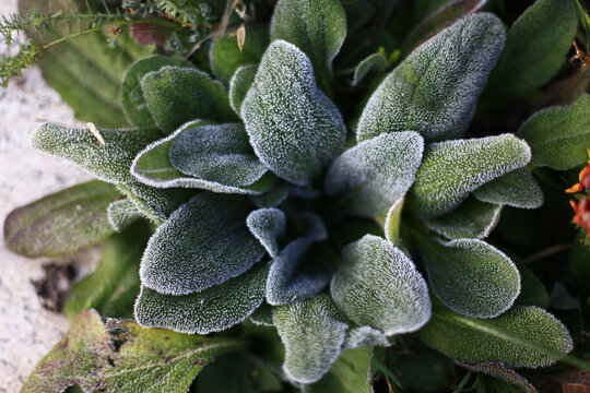 带霜的植物