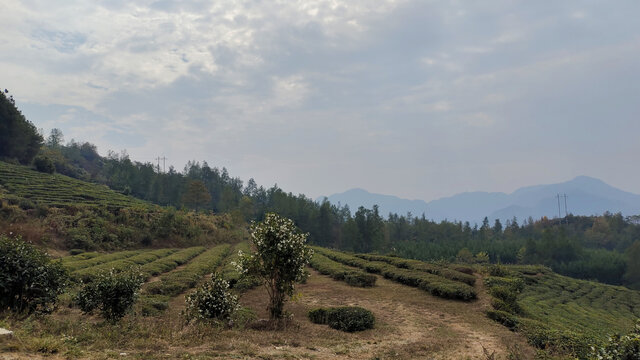 茶山