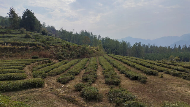 茶山