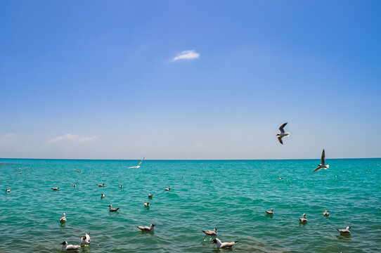 青海湖鸟岛