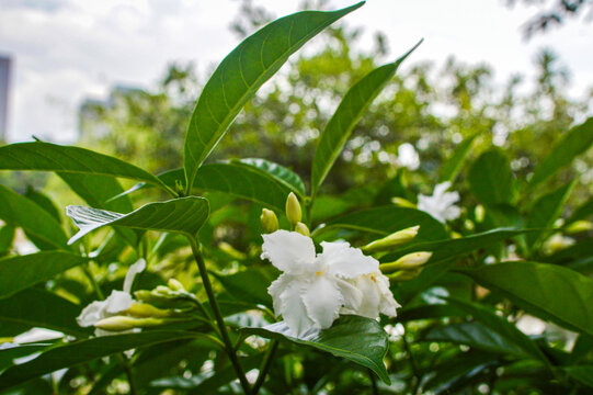 狗牙花