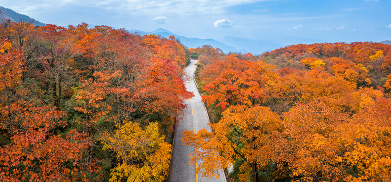 航拍四川峨眉山秋天秋色红叶