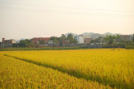 金黄稻田