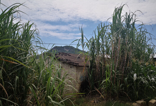 甘蔗小屋