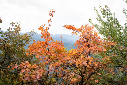 西安圭峰山红叶