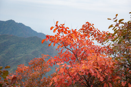 西安圭峰山植物特写