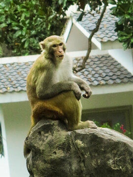 独坐高台的猴子
