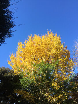 秋天金黄银杏树