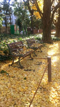 秋天银杏树落满地公园长椅
