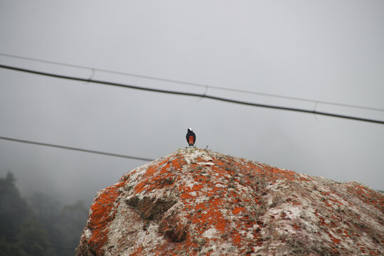 大雾天站在石头上的鸟