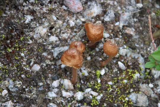 川西高原红石滩的菌类