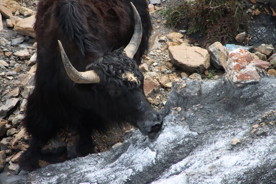 川西高原牦牛