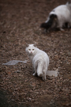 一只白色的可爱的流浪猫