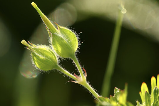 老鹤草