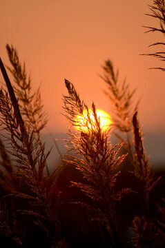 夕阳下的芦苇