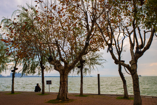 湖畔梧桐树