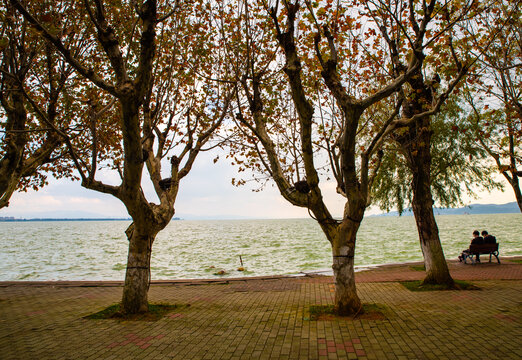 湖畔梧桐树