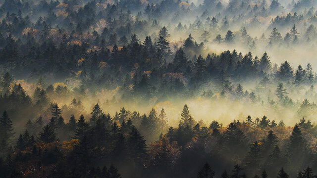 丁达尔光森林晨雾光影变化