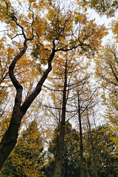 秋天的树木
