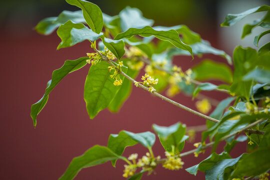 桂花