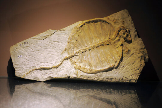 辽西鄂尔多斯龟骨骼化石标本