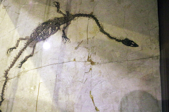 凌源潜龙骨骼化石标本