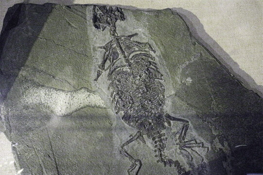 满洲鳄骨骼化石标本