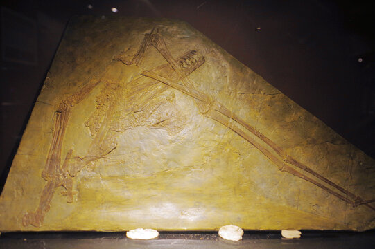 秀丽郝氏翼龙骨骼化石标本