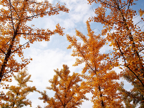 仰拍秋天的银杏树