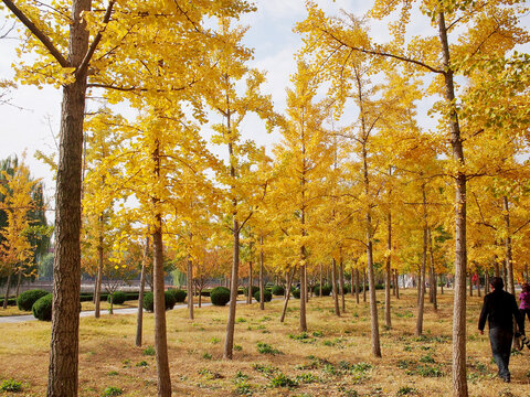 秋天的银杏树林